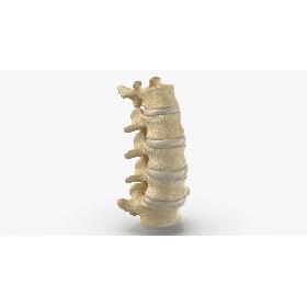 Real Human Lumbar Vertebrae L1 to L5 Bones With Intervertibral Disks 01 model